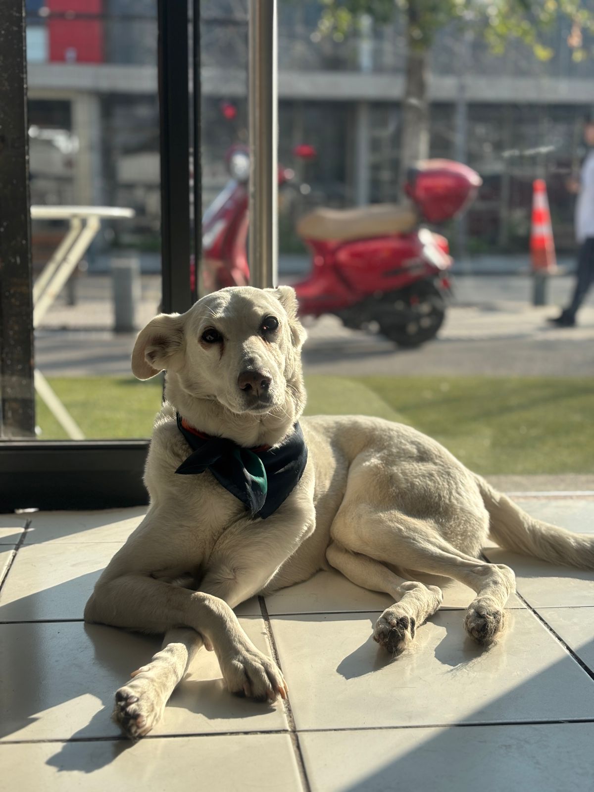 Perro limpio y feliz recién bañado